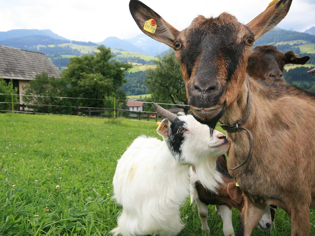 Die Ziegen auf der Wiese